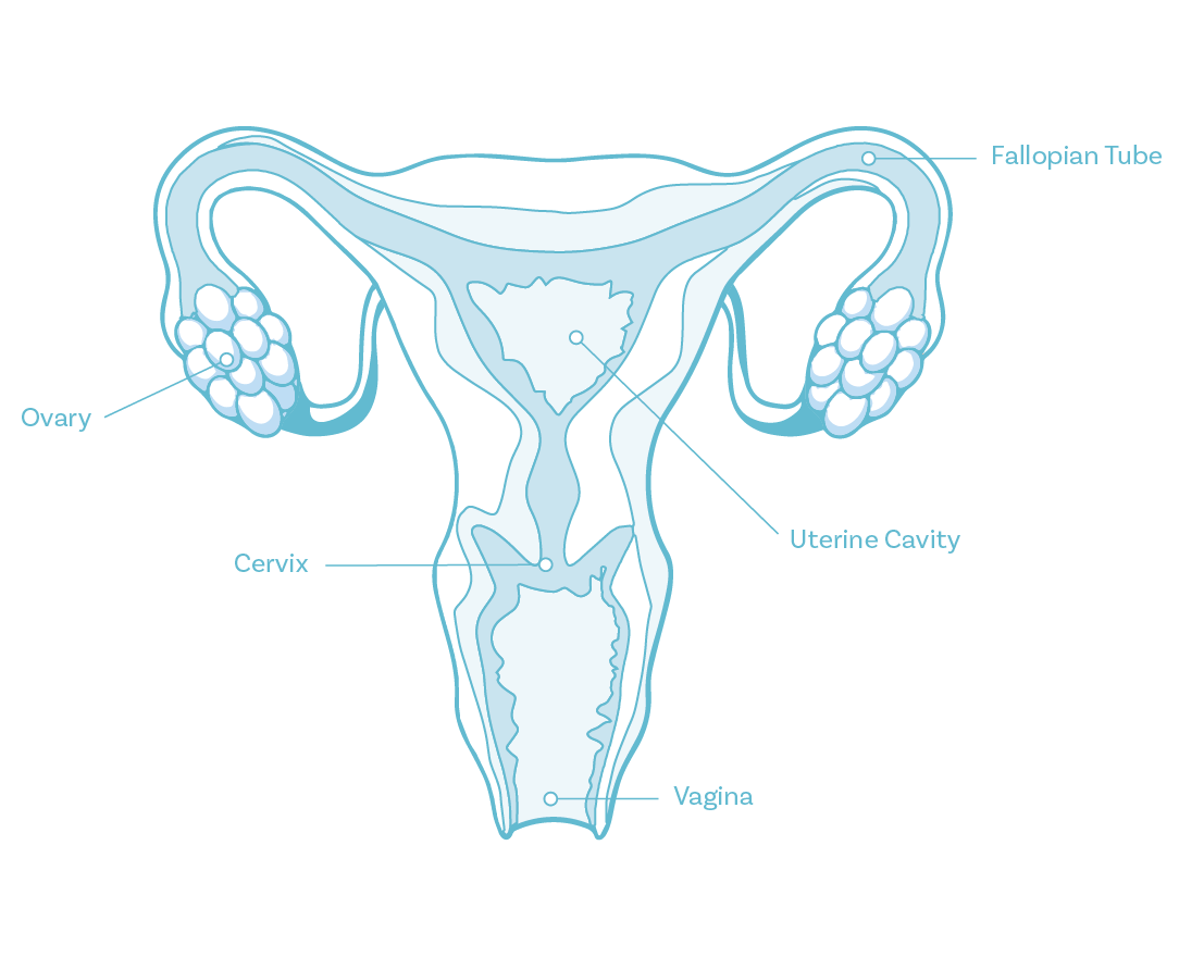 illustration of vagina, uterus, fallopian tubes, and ovaries