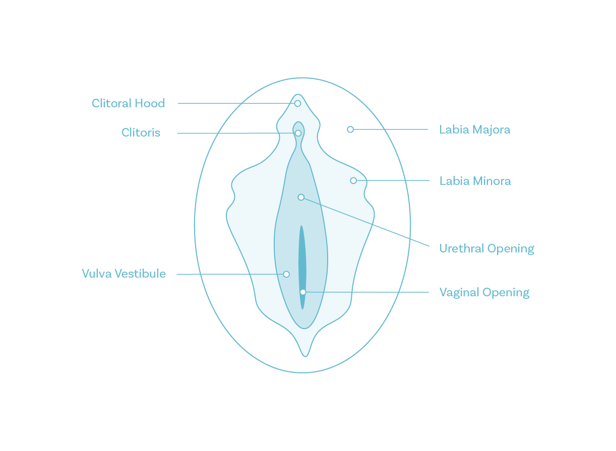anatomical illustration of vulva and labia